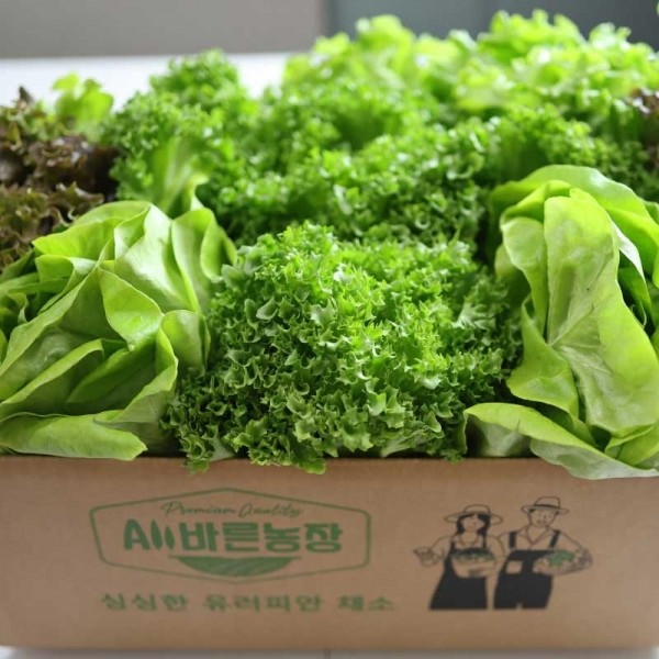 CJ프레시마켓,올바른농장 무농약 유러피안 샐러드 꾸러미 채소 1kg (3종 랜덤배송)