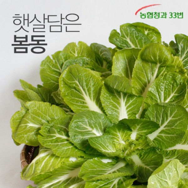 ★타임특가★싱그런 햇살담은 봄동 2kg