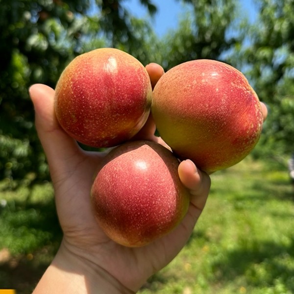 ★타임특가★망고복숭아 소과 1.5kg(13-18과내외)