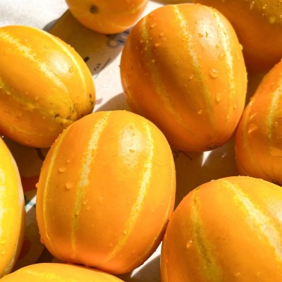 [엠픽] 26년 첫 수확! 산지직송 햇 성주 정품 꿀참외 1.2kg