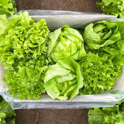 [엠픽] 무농약 유러피안 샐러드 5종 1kg